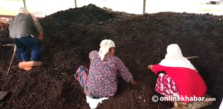 मिचाहा झार बन्यो रोजगारीको आधार