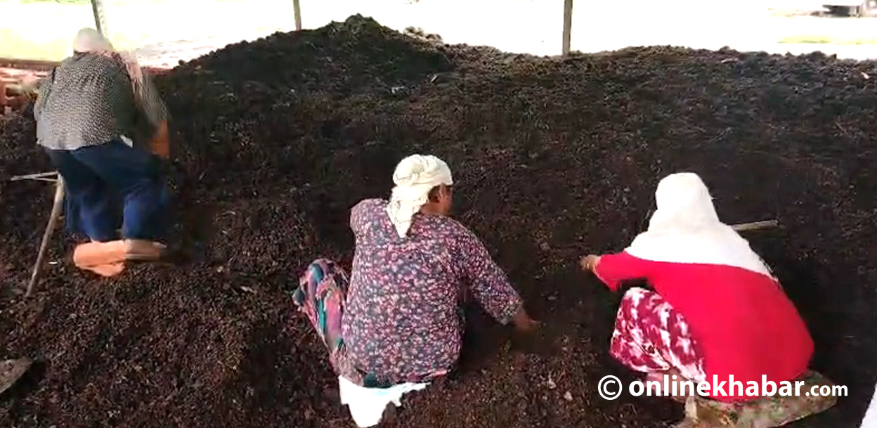 मिचाहा झार बन्यो रोजगारीको आधार