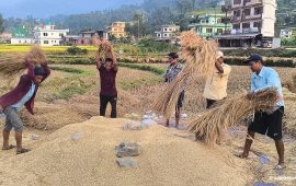 ‘दशैंको रहरभन्दा हामीलाई बालीको चिन्ता छ’