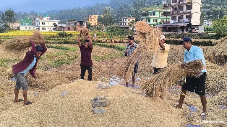 ‘दशैंको रहरभन्दा हामीलाई बालीको चिन्ता छ’
