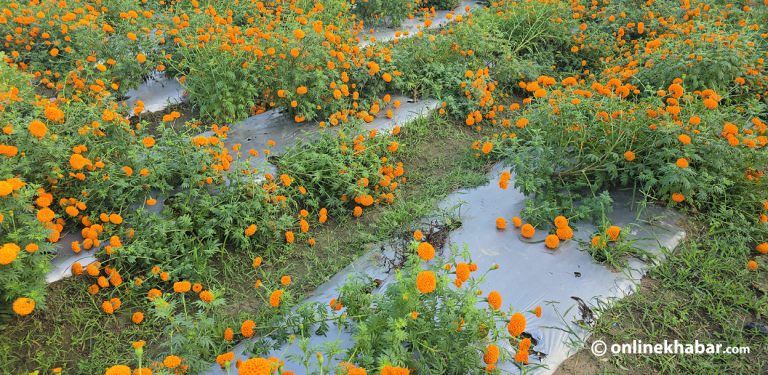 वर्षाले फूलखेतीमा क्षति, पर्वको मुखमा किसान निरास (तस्वीरहरू)