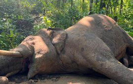 रोनाल्डो हात्तीको मृत्युबारे अध्ययन समितिको निर्ष्कष : जीर्ण र जोखिमयुक्त संरचना हटाऊ