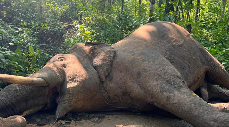 रोनाल्डो हात्तीको मृत्युबारे अध्ययन समितिको निर्ष्कष : जीर्ण र जोखिमयुक्त संरचना हटाऊ