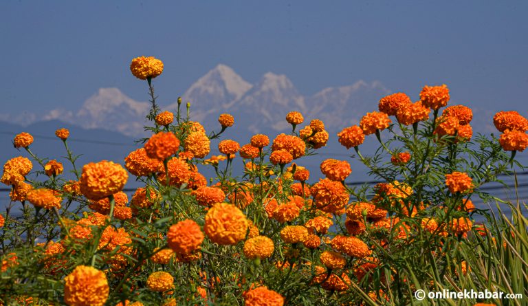 तिहारमा ५२ लाख फूलका माला खपत हुने, विदेश जाँदै मखमलीका २ लाख माला