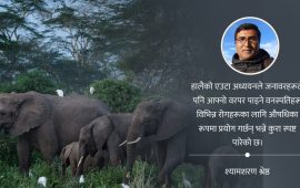 स्व–उपचारका लागि प्रसिद्ध केन्याको अफ्रिकन हात्ती