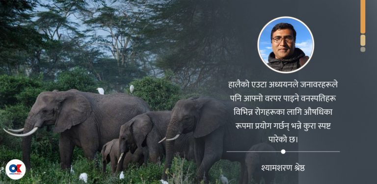 स्व–उपचारका लागि प्रसिद्ध केन्याको अफ्रिकन हात्ती