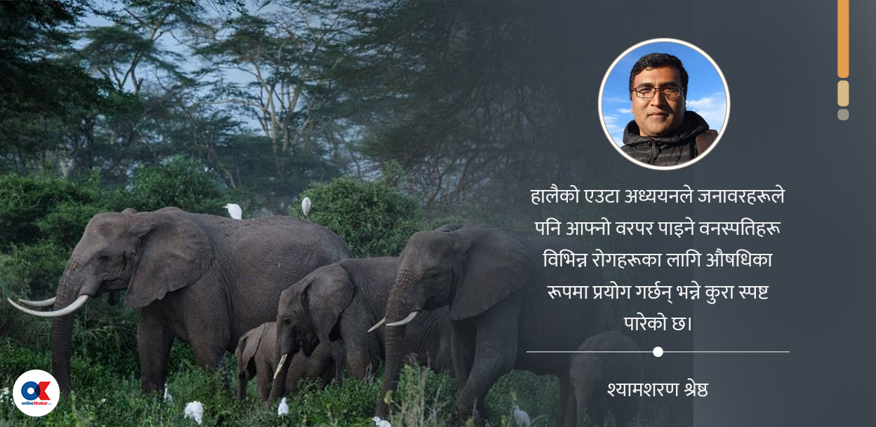 स्व–उपचारका लागि प्रसिद्ध केन्याको अफ्रिकन हात्ती