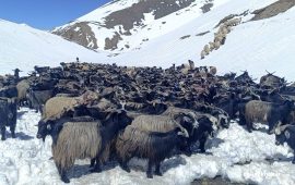 मुस्ताङमा डोल्पाका च्याङ्ग्रा (तस्वीरहरू)