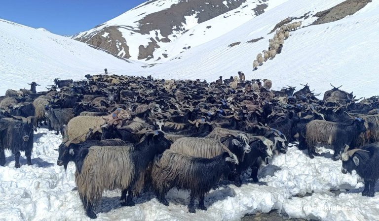मुस्ताङमा डोल्पाका च्याङ्ग्रा (तस्वीरहरू)