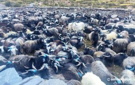 दशैँमा च्याङ्ग्रा महँगियो : रोज्जाकै ५० हजार, मासु किलोको २२ सय