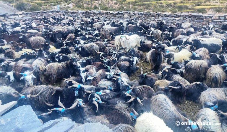दशैँमा च्याङ्ग्रा महँगियो : रोज्जाकै ५० हजार, मासु किलोको २२ सय