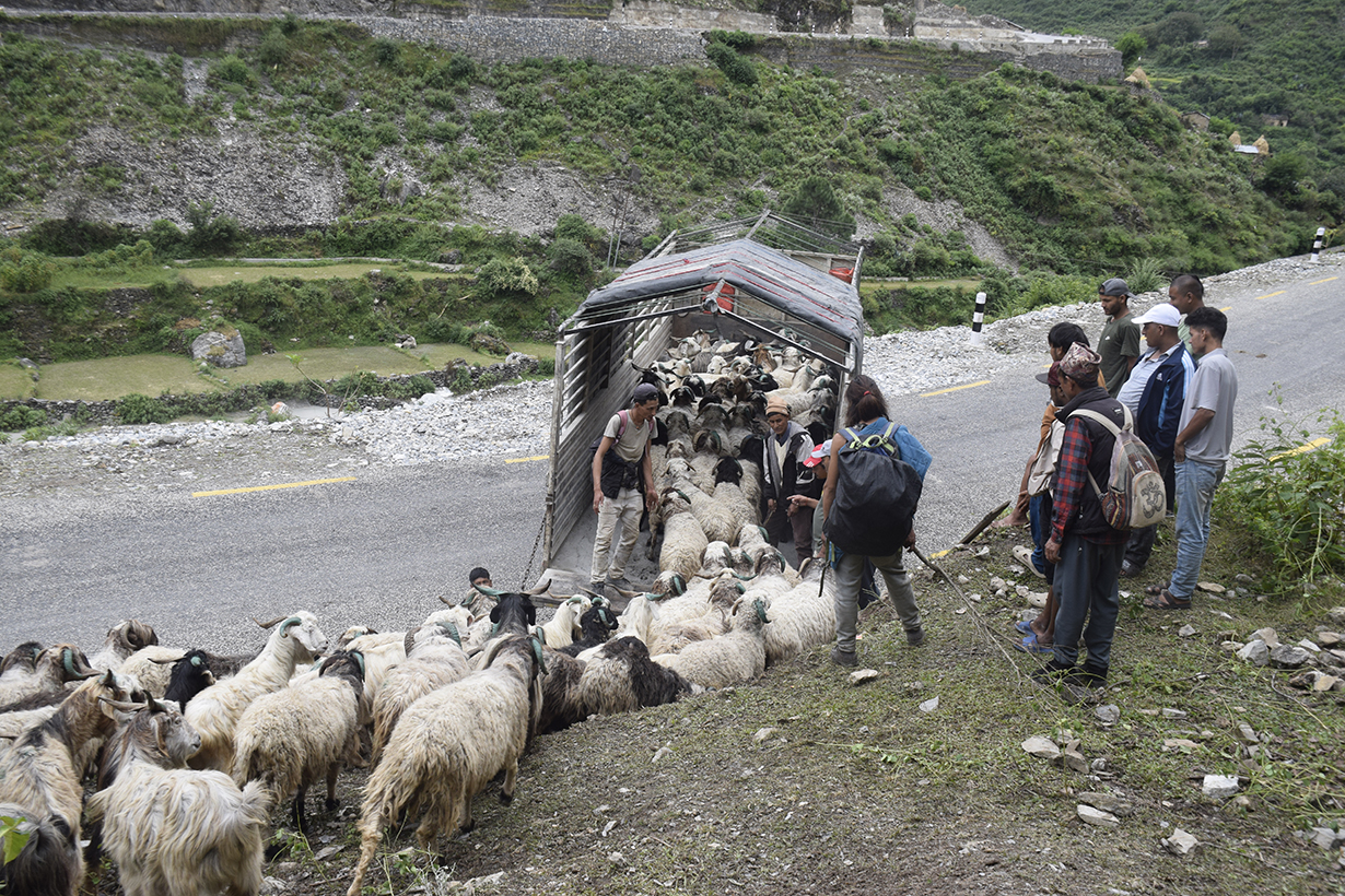 सहरको स्वादका लागि छुट्छ हिमालको दसैं-तिहार