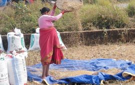 पानी पर्ने डरले किसानलाई धान भित्र्याउन भ्याइ नभ्याइ