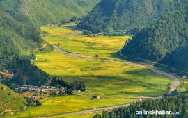 धान पाकेपछि सल्यानका फाँट पहेँलपुर (तस्वीरहरू)
