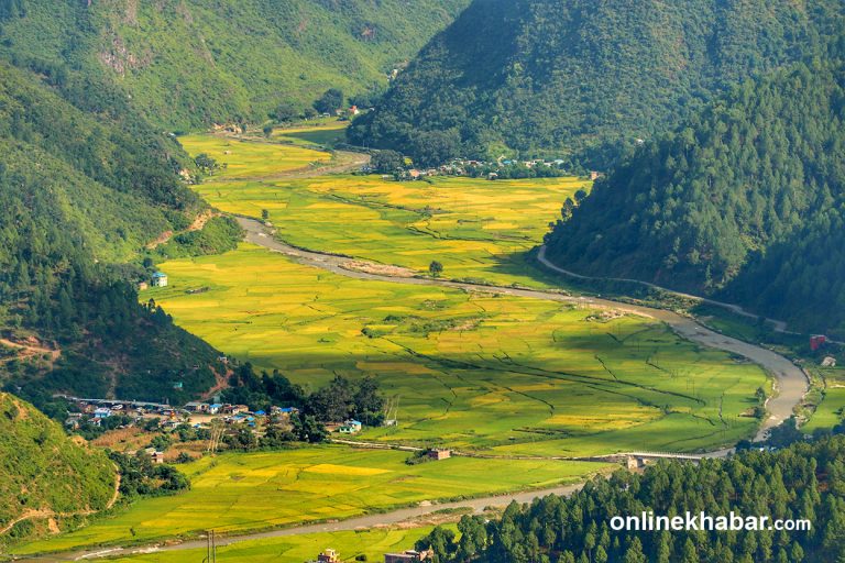 धान पाकेपछि सल्यानका फाँट पहेँलपुर (तस्वीरहरू)