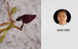 सुनसरीमा भेटियो करोडौँ वर्षको उद्विकासको कथा बोकेको ‘पानी बेसारे’
