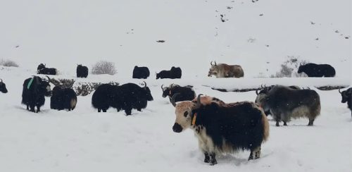 कर्णालीमा वर्षा जारी, सबै जिल्लामा चेतावनी