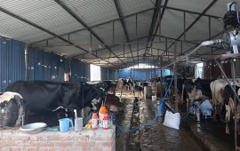गाईभैँसी पालनबाट मासिक १५ लाख बचत गर्छन् इन्जिनियर लामिछाने