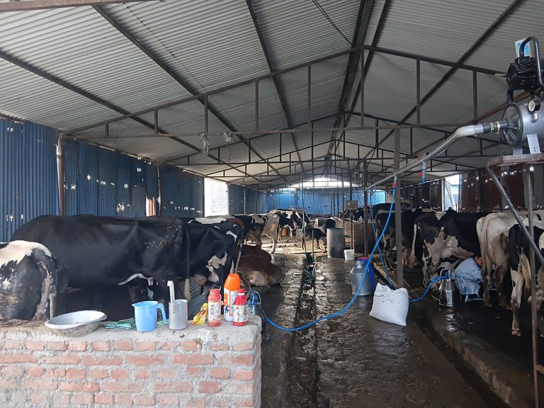 गाईभैंसी पालनबाट मासिक १५ लाख बचत गर्छन् इन्जिनियर लामिछाने