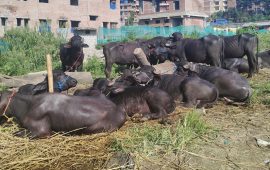 भक्तपुरको दशैंबजार : गुणबहादुरहरूलाई धानेको राँगा व्यापार