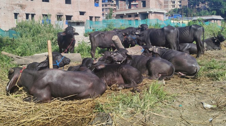 भक्तपुरको दशैंबजार : गुणबहादुरहरूलाई धानेको राँगा व्यापार