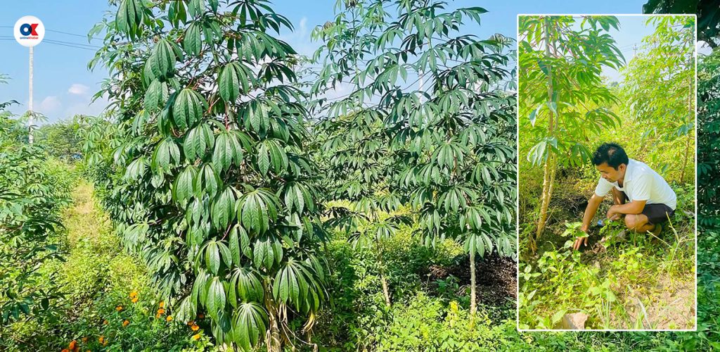शिक्षा अधिकृतको सिमल तरुल खेती