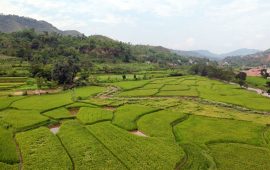 कृषि आधुनिकीकरण कार्यक्रमले बढायो तनहुँमा तरकारी र धान खेतीको क्षेत्रफल