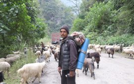 भेडाच्याङ्ग्रा बेच्न ३५ दिनको यात्रा, छैन बजारको टुङ्गो