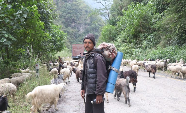 भेडाच्याङ्ग्रा बेच्न ३५ दिनको यात्रा, छैन बजारको टुङ्गो