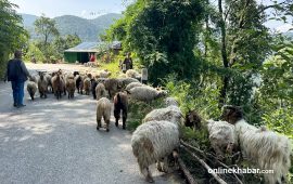 दशैंका लागि गुल्मीमा भेडा–च्याङ्ग्रा भित्रिए, प्रतिकिलो १ हजार २ सयसम्म