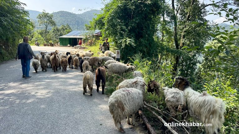 दशैंका लागि गुल्मीमा भेडा–च्याङ्ग्रा भित्रिए, प्रतिकिलो १ हजार २ सयसम्म