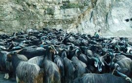 पोखरामा भेडाच्याङ्ग्रा बिक्री गर्न हाटबजार सञ्चालन