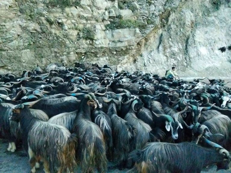 पोखरामा भेडाच्याङ्ग्रा बिक्री गर्न हाटबजार सञ्चालन